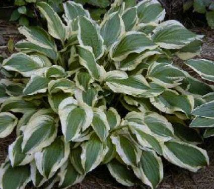 Funkia/Hartlelie (Hosta 'Ground Master')