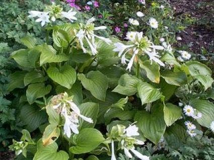 Funkia/Hartlelie (Hosta plantaginea grandiflora)