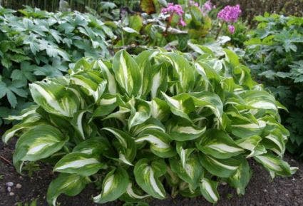 Funkia/Hartlelie (Hosta 'Undulata Mediovariegata')