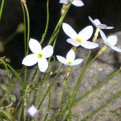 Hedyotis (Houstonia caerulea 'Alba')