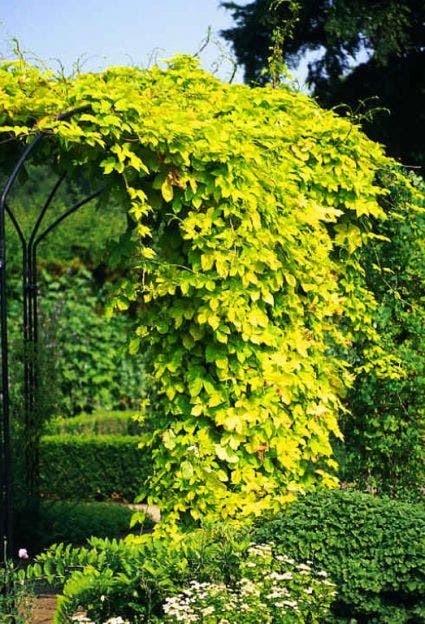 Europese Hop (Humulus lupulus 'Aureus')