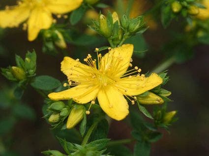 Sint Janskruid (Hypericum perforatum)