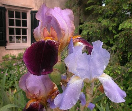 Lis/zwaardlelie (Iris 'Germanica-hybrid Ambassadeur')