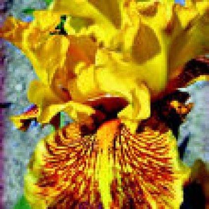 Baardiris (Iris germanica-hybrid 'Helge')