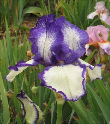 Lis/zwaardlelie (Iris 'Germanica-hybrid Loop the Loop')