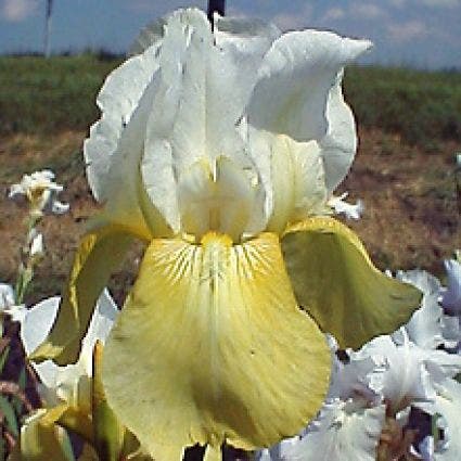 Lis/zwaardlelie (Iris 'Germanica-hybrid Pinnacle')