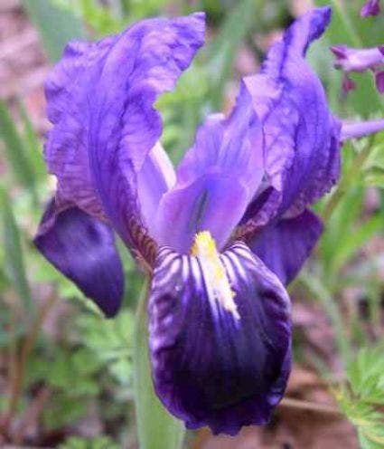 Lis/zwaardlelie (Iris 'Pumila-hybrid Cyanea')