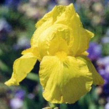 Hoge baardiris (Iris (G) 'Ola Kala')