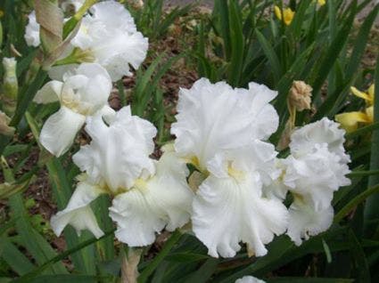 Hoge baardiris (Iris (G) 'White Knight')