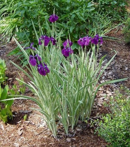 Japanse Iris (Iris ensata 'Variegata')