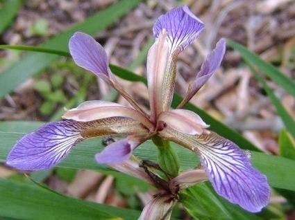 Rosbiefplant (Iris foetidissima)