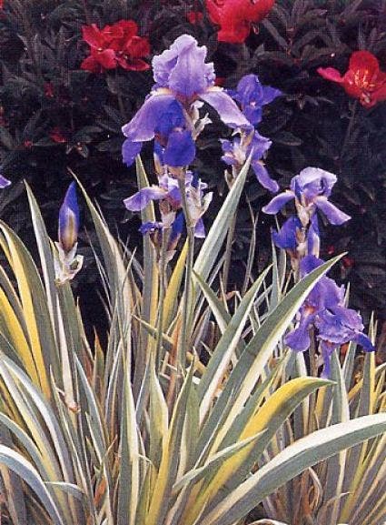 Dalmatische iris (Iris pallida 'Variegata')