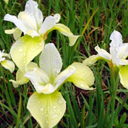 Siberische lis (Iris sibirica 'Butter and Sugar')