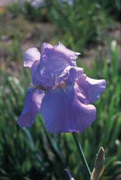 Lis/zwaardlelie/baardiris (Iris 'Germanica-hybrid Harbor Blue')