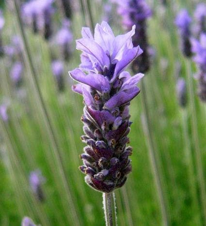 Lavendel (Lavandula dentata 'Royal Crown')