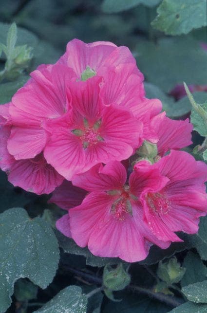 Struikmalva (Lavatera 'Bredon Springs')