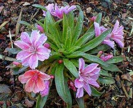 Bitterkruid (Lewisia 'Little Plum')