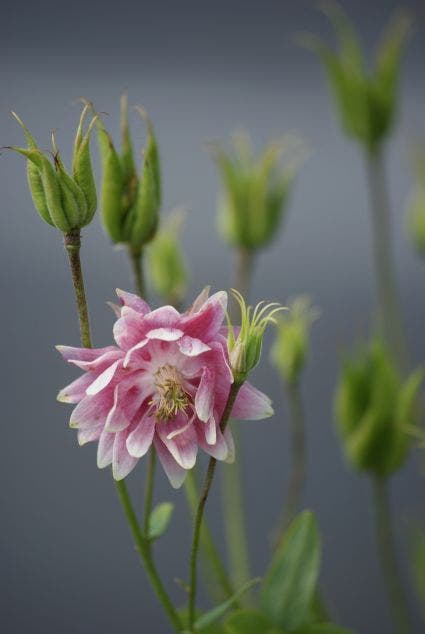 Akelei (Aquilegia 'Nora Barlow')