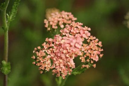 Duizendblad (Achillea millefolium 'Lachsschonheit')