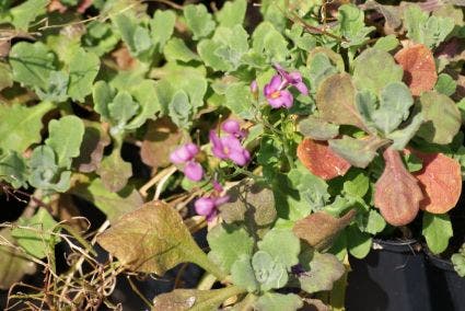 Rijstebrei/Randjesbloem (Arabis caucasica 'Pinkie')