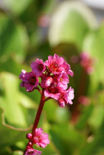 Schoenlappersplant (Bergenia 'Morgenröte')