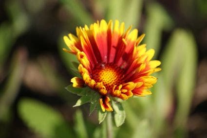 Kokardebloem (Gaillardia 'Kobold')