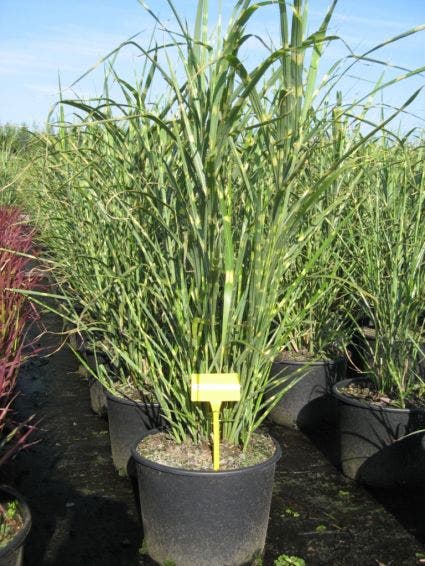 Chinees riet / sierriet (Miscanthus sinensis 'Little Zebra')