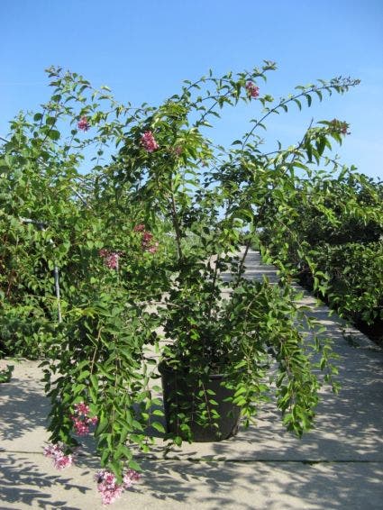 Sering (Syringa microphylla 'Superba')