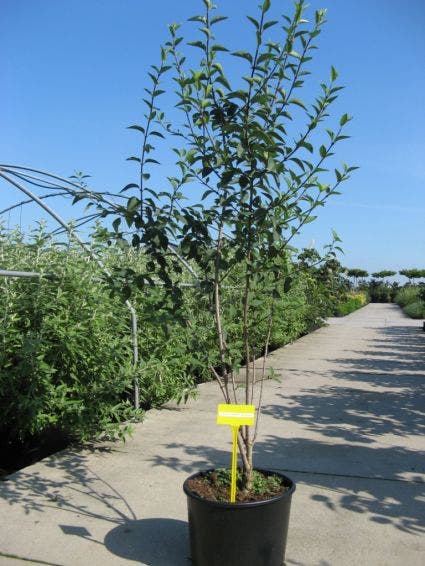 Chinese Sering (Syringa chinensis 'Saugeana')