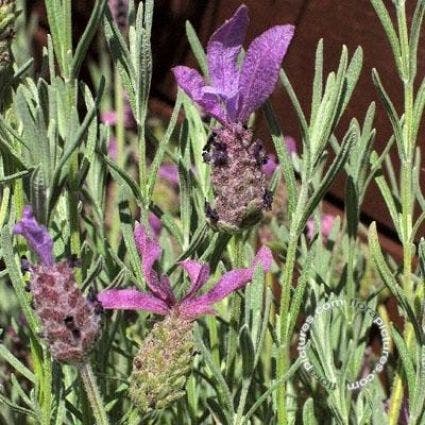 Kuiflavendel (Lavandula 'Helmsdale')