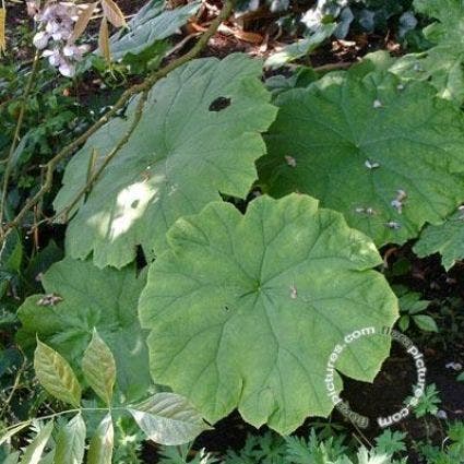 Schout bij nacht/Tafelblad (Astilboides tabularis)