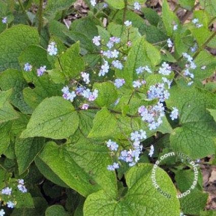 Kaukasische vergeet-mij-niet (Brunnera macrophylla)