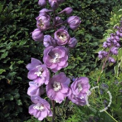 Ridderspoor (Delphinium 'Astolat')