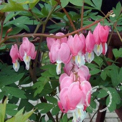 Gebroken hartjes  (Dicentra spectabilis)