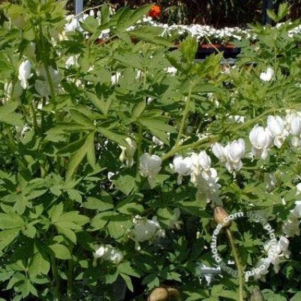 Gebroken hartjes (Dicentra spectabilis 'Alba')