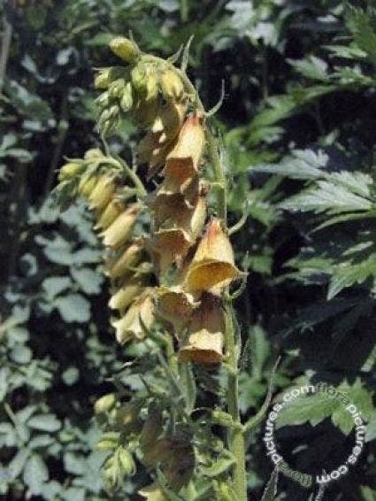 Vingerhoedskruid (Digitalis grandiflora)