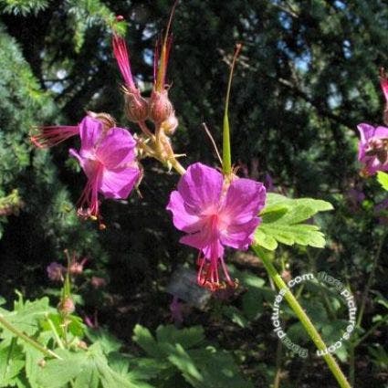 Ooievaarsbek (Geranium macrorrhizum 'Bevan's Variety')