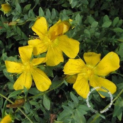 Hertshooi (Hypericum olympicum (polyphyllum))