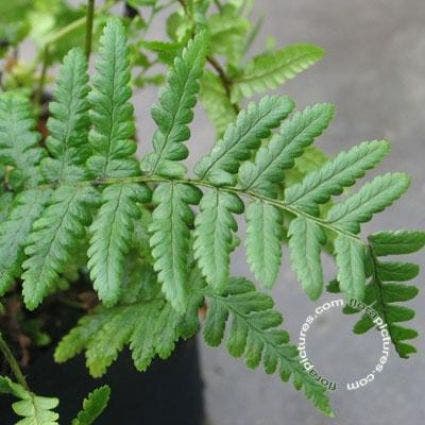 Schildvaren (Dryopteris affinis)