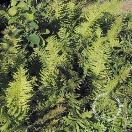 Schildvaren (Dryopteris affinis 'Pinderi')