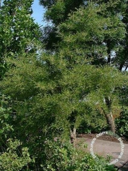 Zwarte els (Alnus glutinosa 'Imperialis')