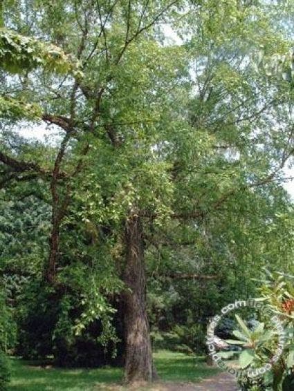 Zwarte berk (Betula nigra)