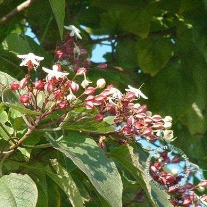 Pindakaasboom als struik (Clerodendrum trichotomum)