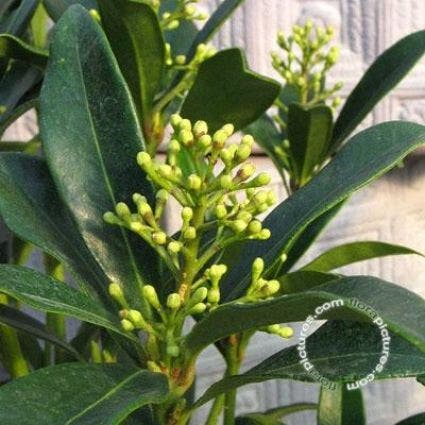 Skimmia (Skimmia japonica 'Keessen')