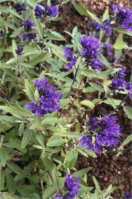 Caryopteris (Caryopteris clandonensis 'Kew Blue')