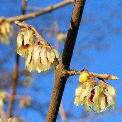 Winterzoet (Chimonanthus praecox)