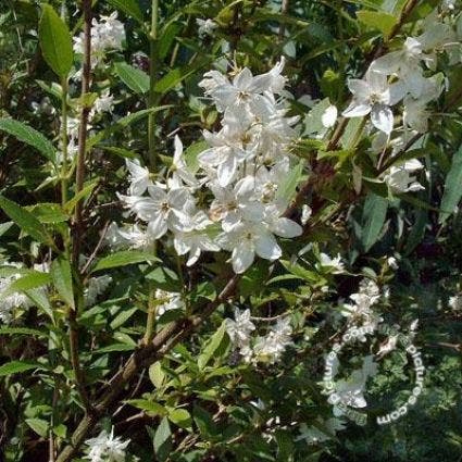 Bruidsbloem (Deutzia gracilis)