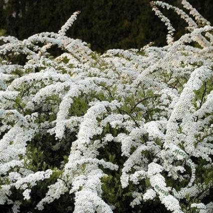 Spierstruik (Spiraea arguta)