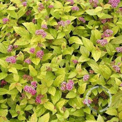 Spierstruik (Spiraea japonica 'Golden Princess')