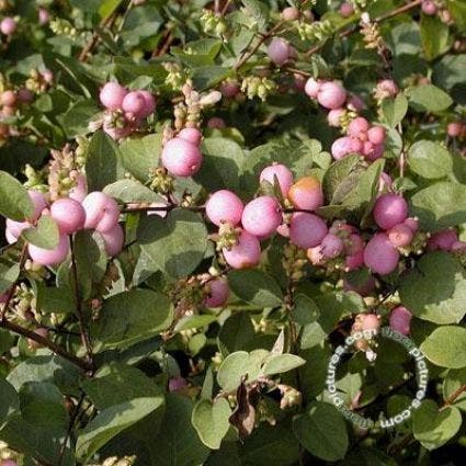 Sneeuwbes (Symphoricarpos doorenbosii 'Mother of Pearl')